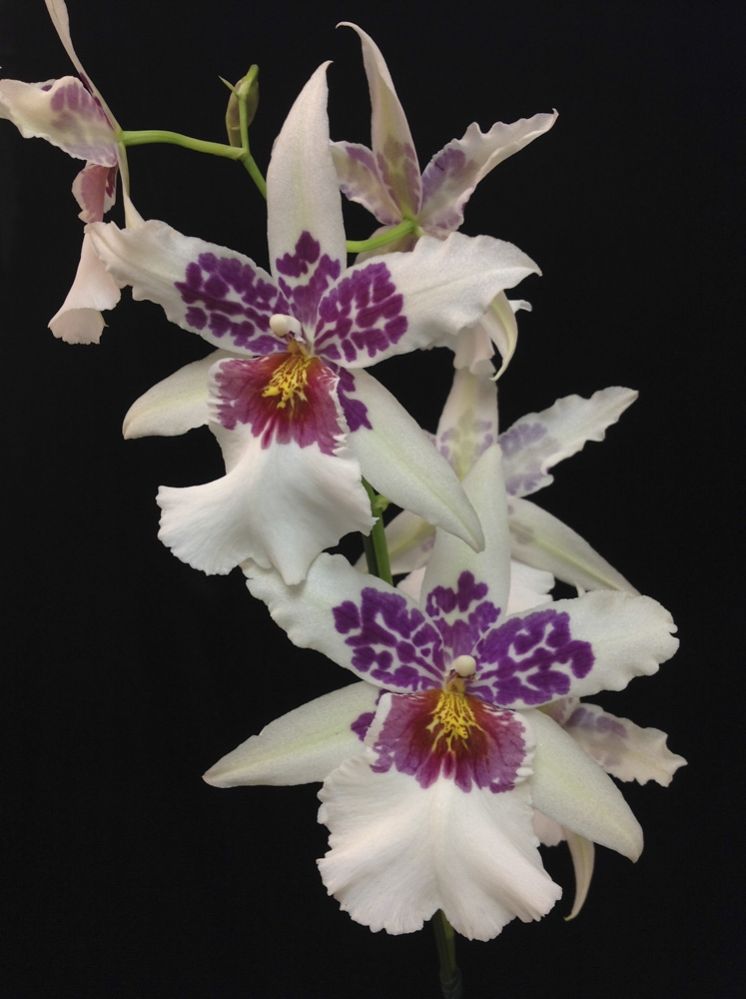 Big Shot 'Hilo Sparkle'