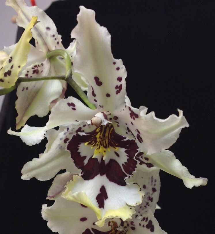 Bob Burr 'Pacific Sunshine'