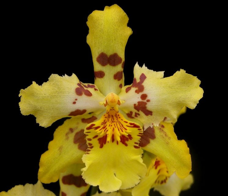 Bob Burr 'Yellow Cat'