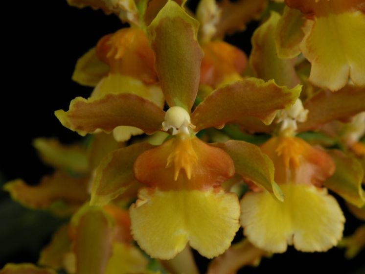 Catatante 'Petite Cherie'