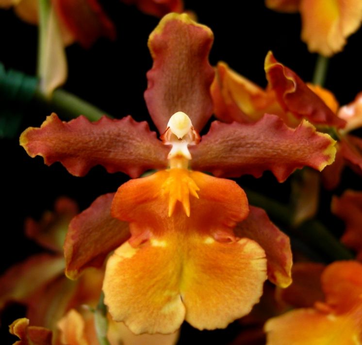 Catatante 'Sun King'