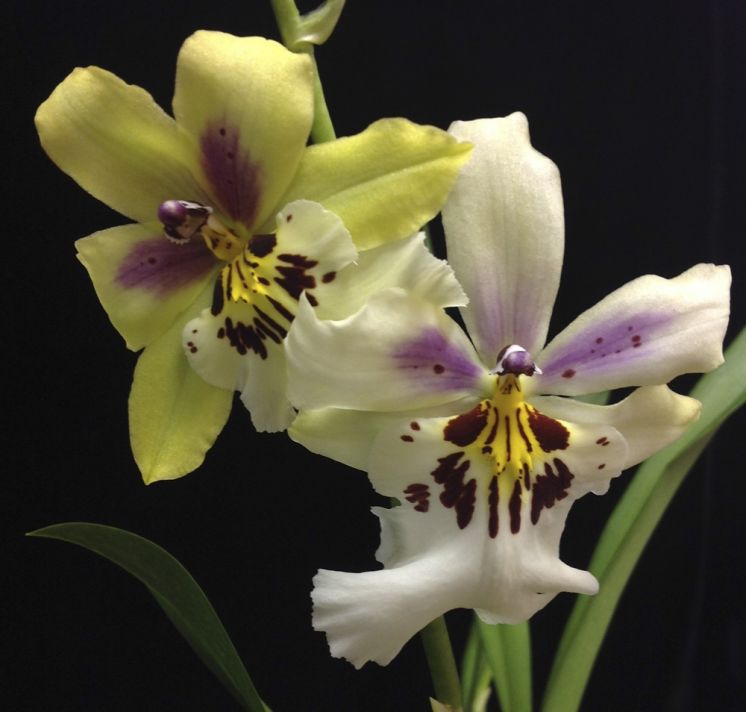 Celtic Sun 'Blushed'