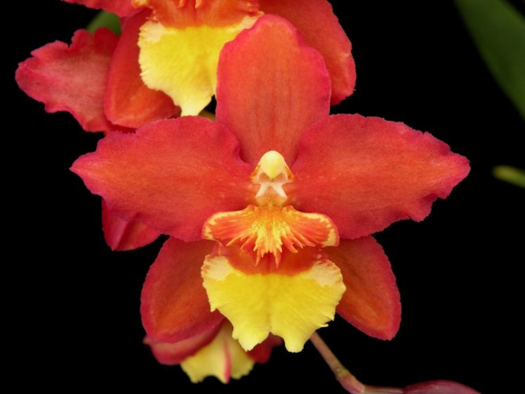 ʻEna ʻEna 'Harmony'