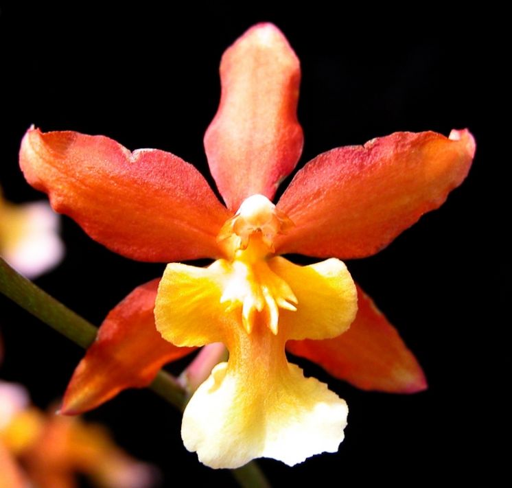 Gay Spice 'Electric Orange'