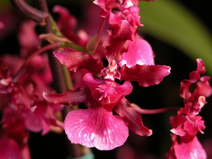 Heaven Scent 'Sweet Baby'