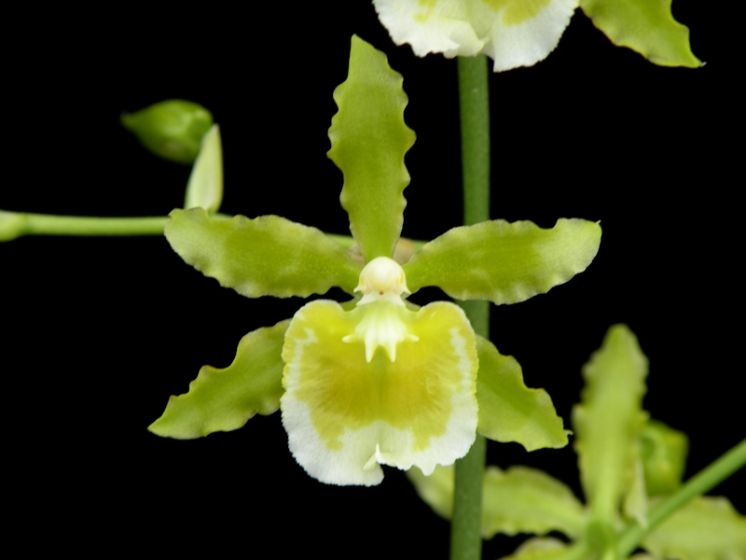 Irish Mist 'Big Hot Sun'