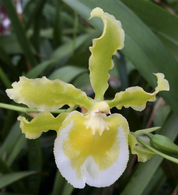 Irish Mist 'Big Hot Sun'