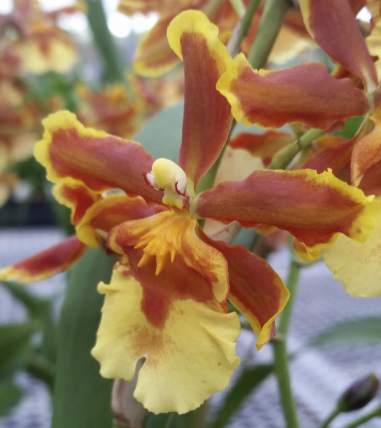 Irish Treasure 'Surprises'