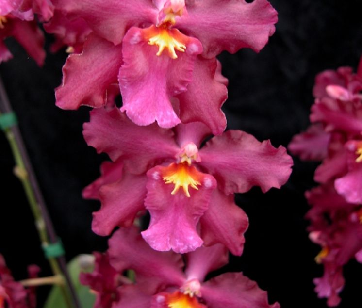 Pacific Lust 'Lady Chatterley'