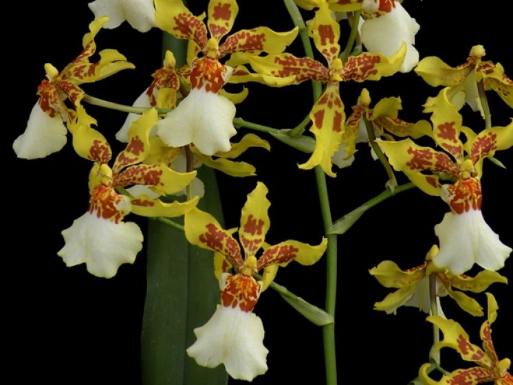 Pacific Paragon 'Honey Butter'