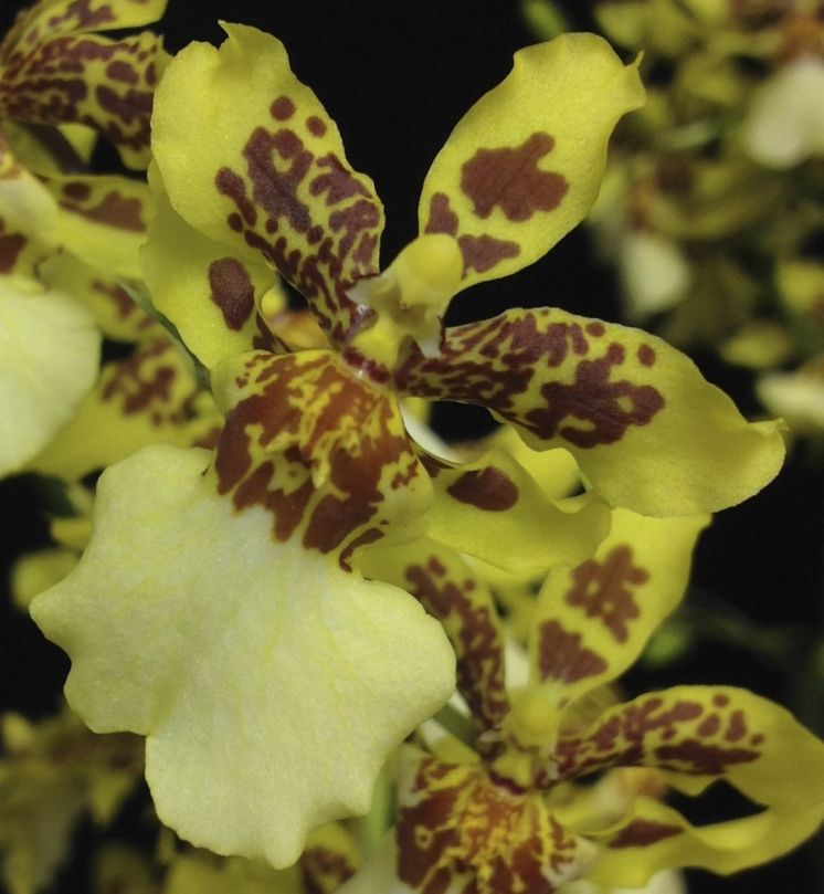 Pacific Paragon 'Maillot Jaane'