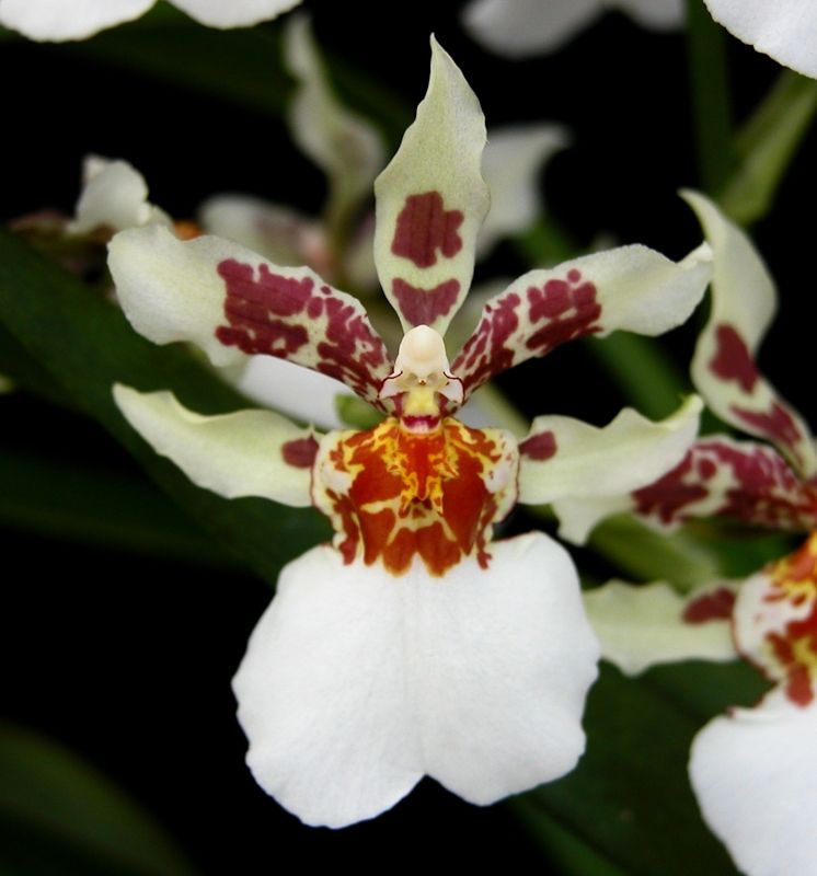 Pacific Paragon 'Pacific Cameo'