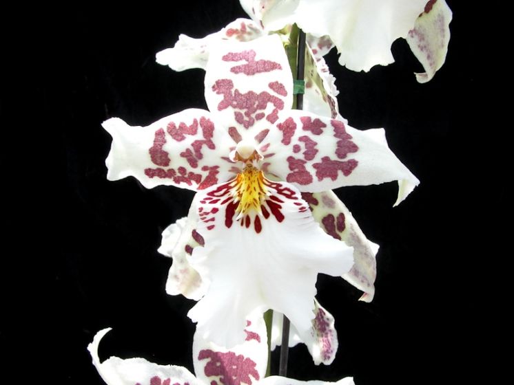 Pacific Pastel 'Massive'