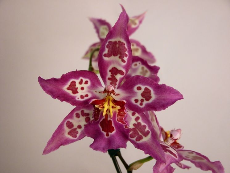 Pluto's Drummer 'Pacific Pink'