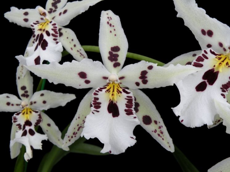 Snowblind 'Sweet Spots'