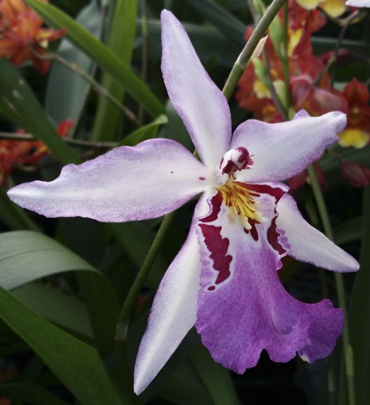 Ysabella 'Lunar Eclipse'